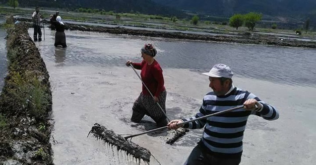 Beyaz altının ekimine başladı