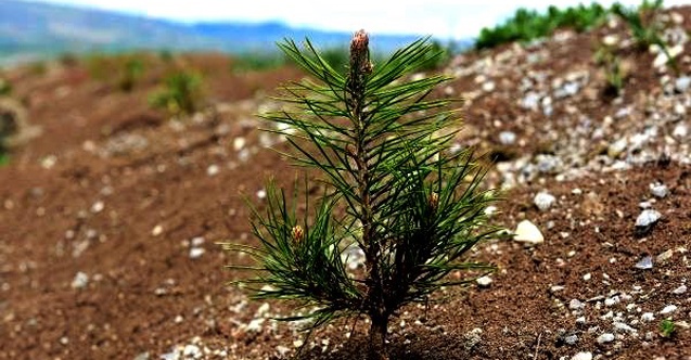 Çorum'un 156 hektarlık yeni ormanı var