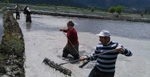 Beyaz altının ekimine başladı