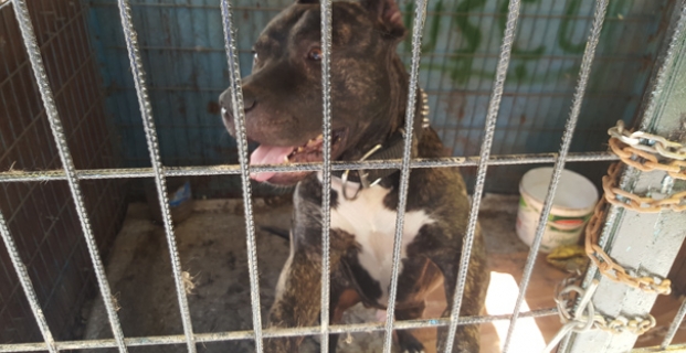 Çorum'da köpeğe cinsel istismara bin 638 TL para cezası