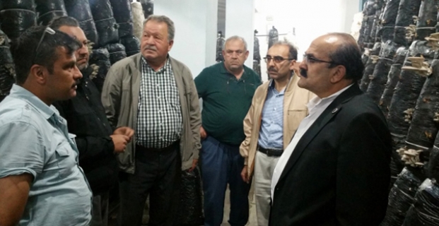 Kargı'da İstiridye mantarı üretimi