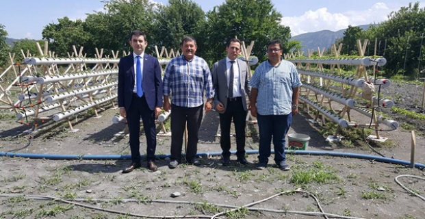 Kaymakam Çifci, çilek bahçesini inceledi