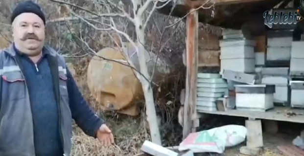 Ayılar, arı kovanlarına dadandı