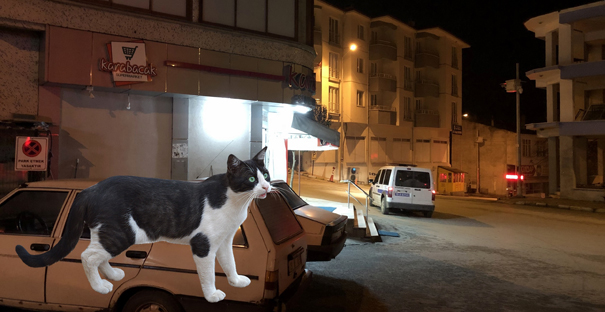 Bir kedi gece saatlerinde Kargı'yı ayağa kaldırdı