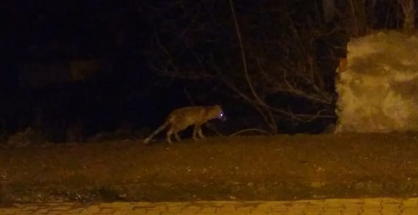 Ormanda aç kalan tilki Kargı’ya indi