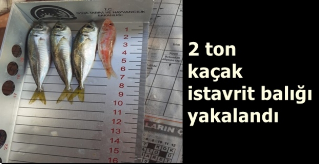 2 ton kaçak istavrit balığı yakalandı