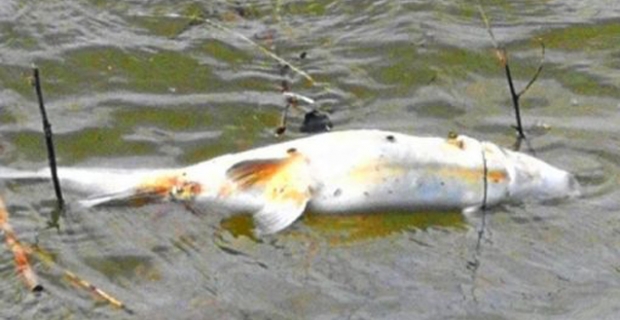 Baraj gölündeki balık ölümleri korkutuyor