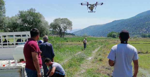 Kargılı çiftçiler çeltik tarlalarını drone’larla ilaçlıyor