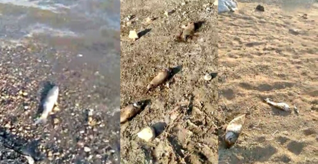 Kargı Hes Barajı'nda yüzlerce balık kıyıya vurdu