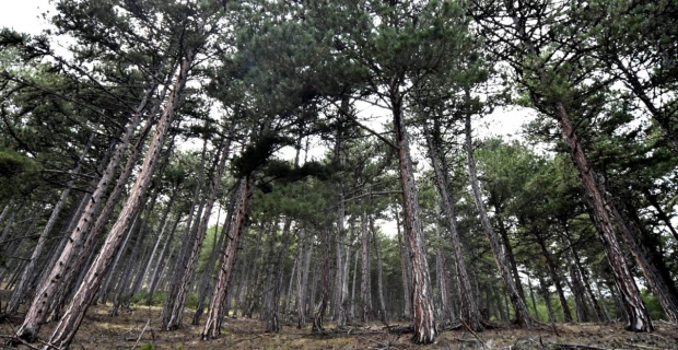 'Sağlık için ormanların çoğaltılması gerekiyor'