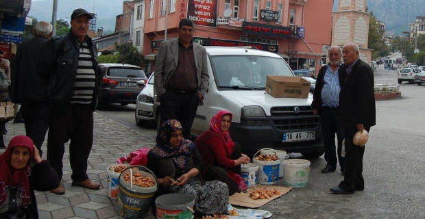 Kargı'da mantar sofralardaki yerini aldı