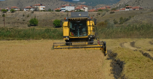 Kargı’da çeltik hasadı başladı