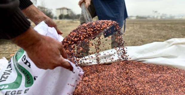 Tarım Müdürlüğü yüzde 60 hibe ile tohum dağıtacak