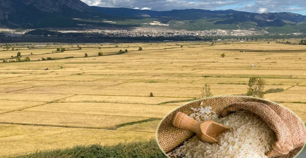 Pirinç ithalatında gümrük vergisi sıfırlandı