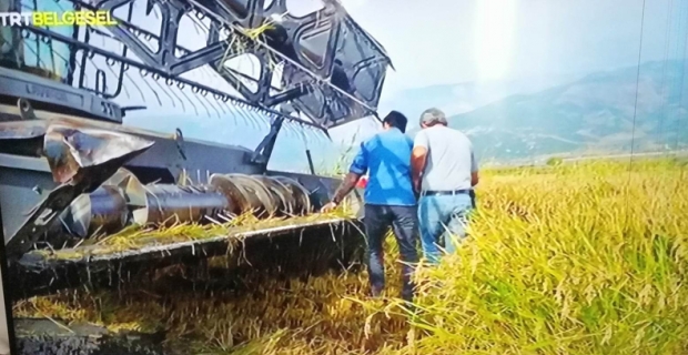 Kargı’daki çeltik hasadı süreci TRT Belgesel’de yayınlandı