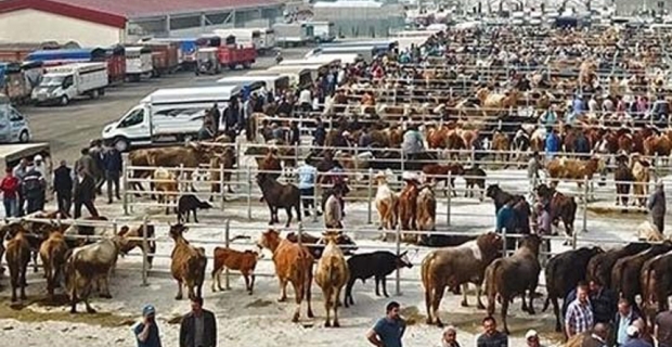 Hayvan yetiştiricilerine önemli uyarı!