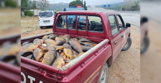 Kaçak avcılığa geçit yok: 620 kg sazana el konuldu