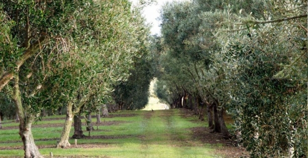 Kargı’yı zeytin bahçeleri süsleyecek