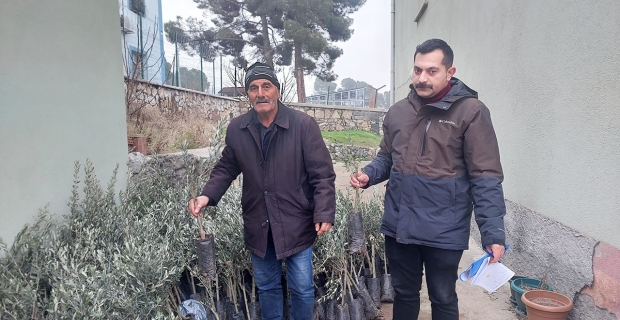 Kargı’da zeytin ağaçları boy gösterecek