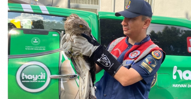 Çorum Jandarmasından Hayvansever Operasyon: Hasta Kartal Kurtarıldı