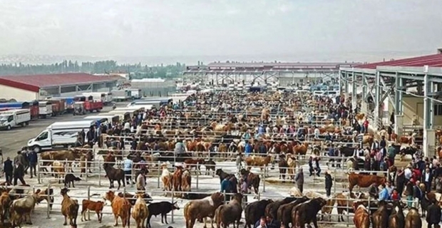 Bayrama Kadar Hayvan Pazarı Yok! Çorum’da Şap Hastalığına Karşı Önlem