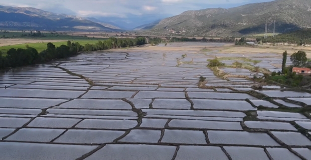 Kargı Belediyesi çeltik arazilerinden 38 Milyon TL gelir elde etti