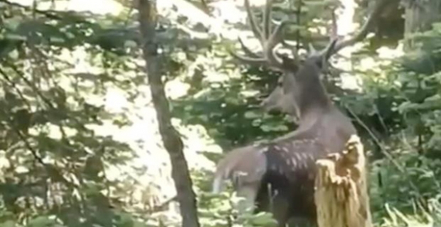 Görenler şaşkınlığını gizleyemedi! Benekli kızıl geyik görüntülendi