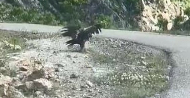 Kartal yılan avlarken görüntülendi