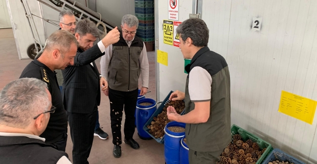 Kozalak tohumları koruma altında