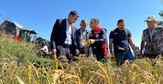 Kargı’da çeltik hasadı başladı: İlk hasada Kaymakam Akman katıldı