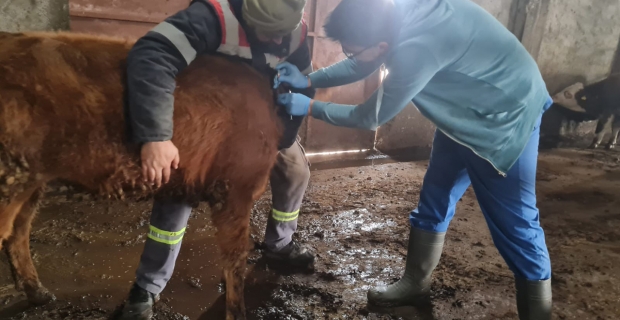 Kargı’da bulaşıcı hayvan hastalıklarıyla mücadele çalışmaları sürüyor