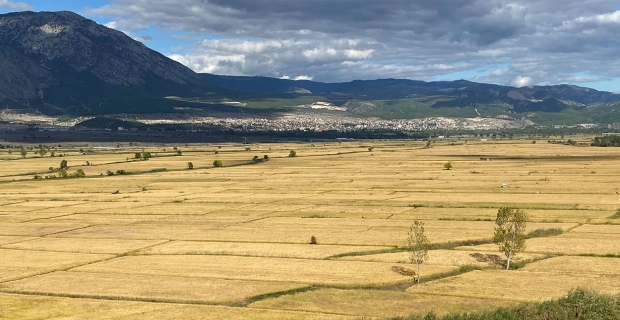 Kargı’da çeltik arazileri ihaleyle kiraya verilecek