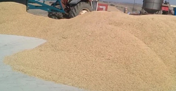 Belediye 140 ton çeltiği satışa çıkartıyor