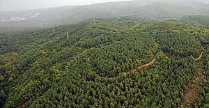 Ormanlık alanlara girişler yasaklandı
