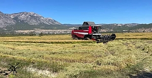 Kargı’da çeltik hasadı başladı