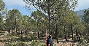 Kargı'da fıstık çamı ormanları yüz güldürecek