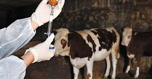 Çorum’da şap tehlikesine karşı aşılama seferberliği başlatıldı