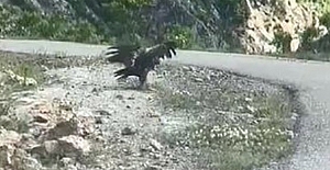Kartal yılan avlarken görüntülendi