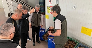 Kozalak tohumları koruma altında