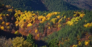 Kargı’da sonbahar büyüsü: Renk cümbüşü havadan görüntülendi