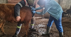 Kargı’da bulaşıcı hayvan hastalıklarıyla mücadele çalışmaları sürüyor