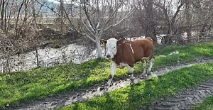 Kargı'daki kayıp buzağı drone ile bulundu