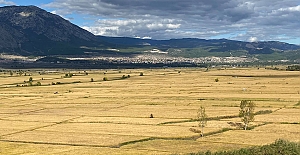 Kargı’da çeltik arazileri ihaleyle kiraya verilecek