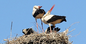 Baharın müjdecisi leylekler Kargı'ya döndü