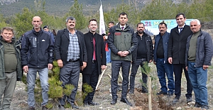 Kargı’da 250 çam fidanı toprakla buluştu