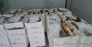 Kargı’da depolardaki balıklar tek tek sayıldı