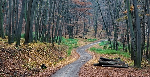 Kargı’da orman yolu yapımı için ihale açıldı