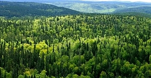 Kargı’da ormancılık hizmet alımı ihalesi yapılacak