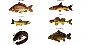 Kargı’nın su kaynaklarında 6 farklı balık türü tespit edildi