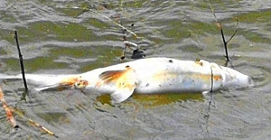 Baraj gölündeki balık ölümleri korkutuyor